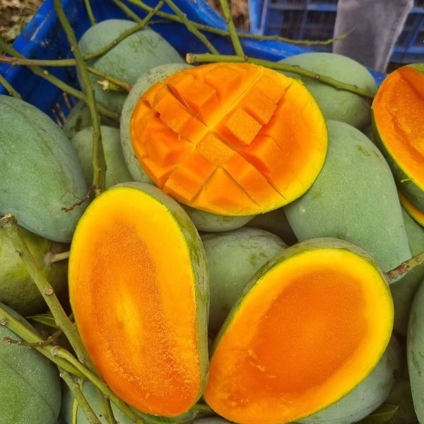আম রুপালি/আম্রপলি (ফরমালিন মুক্ত)-১০কেজি